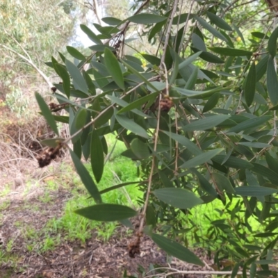 Unidentified Gum Tree at Roleystone, WA - 15 Aug 2024 by bookbuster