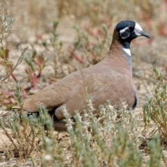 Phaps histrionica (Flock Bronzewing) at Birdsville, QLD - 29 Dec 2003 by MichaelBedingfield