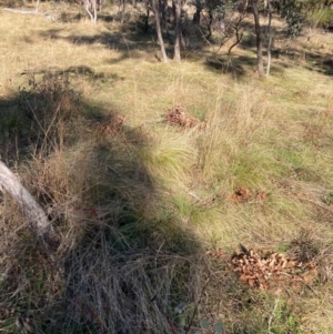 Nassella trichotoma at Hackett, ACT - 15 Aug 2024 03:10 PM