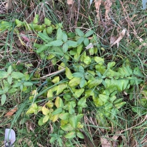 Lonicera japonica at Hackett, ACT - 15 Aug 2024