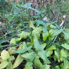 Lonicera japonica at Hackett, ACT - 15 Aug 2024 04:29 PM