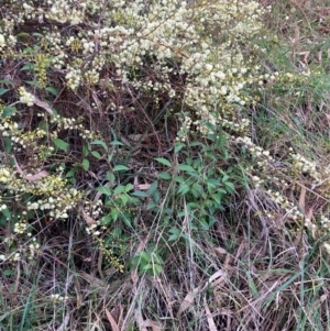 Ligustrum lucidum at Hackett, ACT - 15 Aug 2024