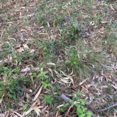 Ligustrum lucidum at Hackett, ACT - 15 Aug 2024 05:16 PM