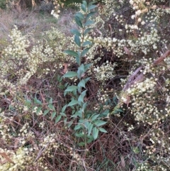 Ligustrum lucidum at Hackett, ACT - 15 Aug 2024 05:16 PM