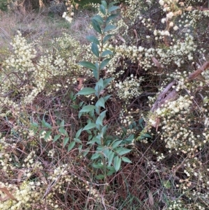 Ligustrum lucidum at Hackett, ACT - 15 Aug 2024 05:16 PM