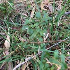 Ligustrum lucidum at Hackett, ACT - 15 Aug 2024 05:16 PM