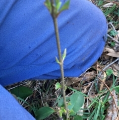 Ligustrum lucidum at Hackett, ACT - 15 Aug 2024 05:16 PM