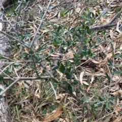 Olea europaea subsp. cuspidata (African Olive) at Hackett, ACT - 15 Aug 2024 by waltraud