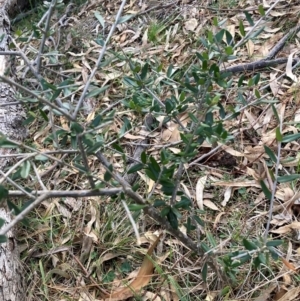 Olea europaea subsp. cuspidata at Hackett, ACT - 15 Aug 2024 05:03 PM