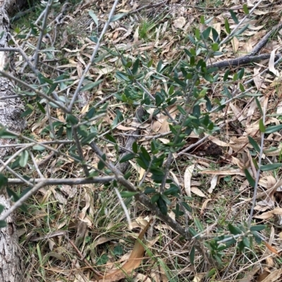 Olea europaea subsp. cuspidata (African Olive) at Hackett, ACT - 15 Aug 2024 by waltraud