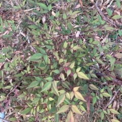 Nandina domestica (Sacred Bamboo) at Hackett, ACT - 15 Aug 2024 by waltraud