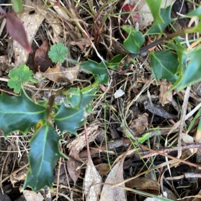 Ilex aquifolium (Holly) at Hackett, ACT - 15 Aug 2024 by waltraud