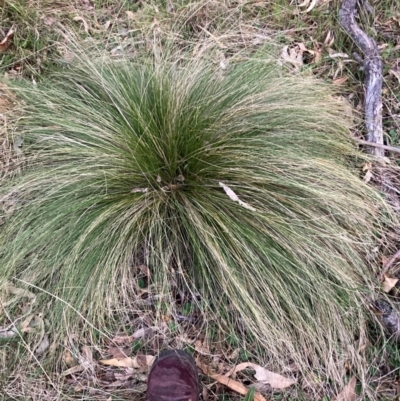 Nassella trichotoma (Serrated Tussock) at Hackett, ACT - 15 Aug 2024 by waltraud