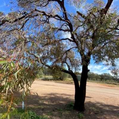 Eucalyptus torquata (Coral Gum, Coolgardie Gum) at Wilcannia, NSW - 26 Jun 2024 by Tapirlord