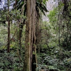 Dendrocnide excelsa (Stinging Tree) at Kianga, NSW - 15 Aug 2024 by Teresa