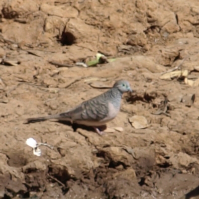 Geopelia placida (Peaceful Dove) at Rankins Springs, NSW - 29 Sep 2018 by MatthewFrawley