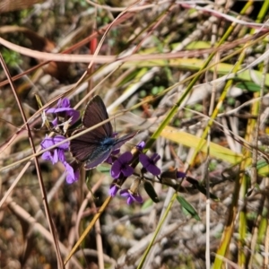 Erina sp. (genus) at Paddys River, ACT - 15 Aug 2024 01:31 PM