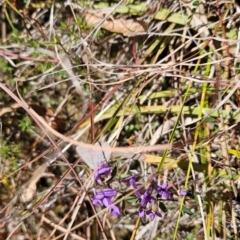 Erina sp. (genus) at Paddys River, ACT - 15 Aug 2024 01:31 PM