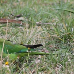 Polytelis swainsonii (Superb Parrot) at Wanniassa, ACT - 16 Aug 2024 by LPadg