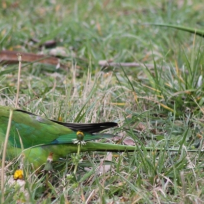 Polytelis swainsonii (Superb Parrot) at Wanniassa, ACT - 16 Aug 2024 by LPadg