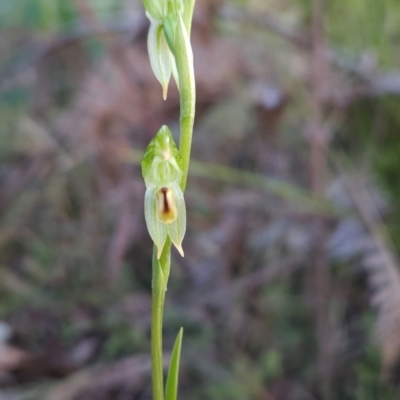 Bunochilus montanus (ACT) = Pterostylis jonesii (NSW) (Montane Leafy Greenhood) at Paddys River, ACT - 15 Aug 2024 by BethanyDunne