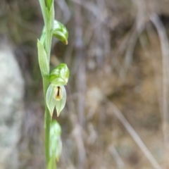 Bunochilus montanus (ACT) = Pterostylis jonesii (NSW) (Montane Leafy Greenhood) at Paddys River, ACT - 15 Aug 2024 by BethanyDunne