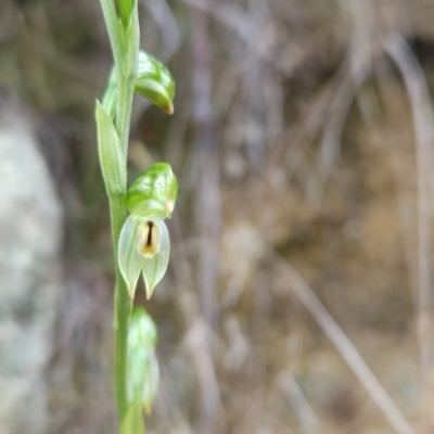 Bunochilus montanus (ACT) = Pterostylis jonesii (NSW) (Montane Leafy Greenhood) at Paddys River, ACT - 15 Aug 2024 by BethanyDunne