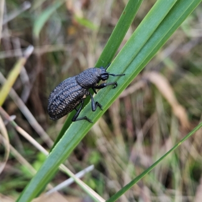 Talaurinus sp. (genus) (Talaurinus ground weevil) at Paddys River, ACT - 15 Aug 2024 by BethanyDunne