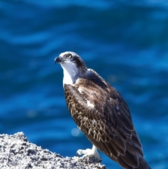 Pandion haliaetus (Osprey) at Rottnest Island, WA - 26 Apr 2024 by jb2602