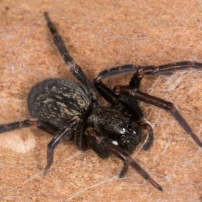 Badumna insignis (Black House Spider) at Melba, ACT - 15 Aug 2024 by kasiaaus