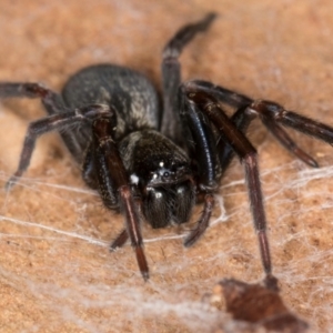 Badumna insignis at Melba, ACT - 15 Aug 2024