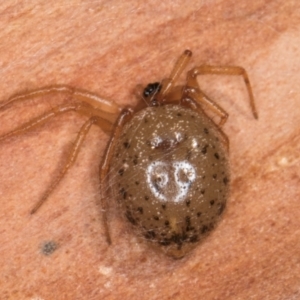 Euryopis sp. (genus) at Melba, ACT - 15 Aug 2024 02:12 PM