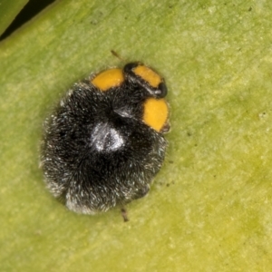 Apolinus lividigaster at Melba, ACT - 15 Aug 2024