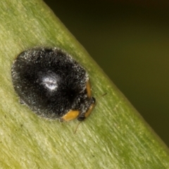 Apolinus lividigaster at Melba, ACT - 15 Aug 2024