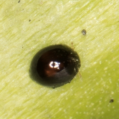 Coccinellidae (family) (Unidentified lady beetle) at Melba, ACT - 15 Aug 2024 by kasiaaus