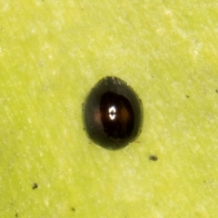 Coccinellidae (family) at Melba, ACT - 15 Aug 2024