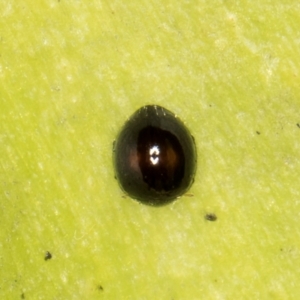 Coccinellidae (family) at Melba, ACT - 15 Aug 2024