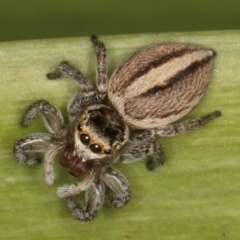 Maratus scutulatus (A jumping spider) at Melba, ACT - 15 Aug 2024 by kasiaaus