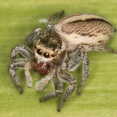 Maratus scutulatus at Melba, ACT - 15 Aug 2024