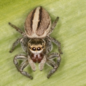 Maratus scutulatus at Melba, ACT - 15 Aug 2024 02:20 PM