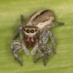 Maratus scutulatus at Melba, ACT - 15 Aug 2024 02:20 PM