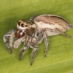 Maratus scutulatus at Melba, ACT - 15 Aug 2024 02:20 PM