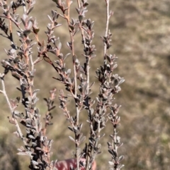 Leptospermum myrtifolium (Myrtle Teatree) at Rendezvous Creek, ACT - 11 Aug 2024 by nathkay