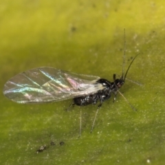 Aphididae (family) (Unidentified aphid) at Melba, ACT - 15 Aug 2024 by kasiaaus