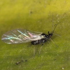 Aphididae (family) (Unidentified aphid) at Melba, ACT - 15 Aug 2024 by kasiaaus