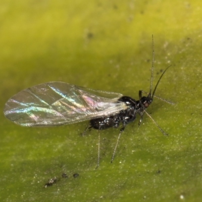 Aphididae (family) (Unidentified aphid) at Melba, ACT - 15 Aug 2024 by kasiaaus