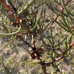 Hakea microcarpa (Small-fruit Hakea) at Rendezvous Creek, ACT - 11 Aug 2024 by nathkay