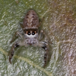 Opisthoncus grassator at Melba, ACT - 15 Aug 2024 02:26 PM