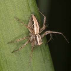 Oxyopes sp. (genus) (Lynx spider) at Melba, ACT - 15 Aug 2024 by kasiaaus