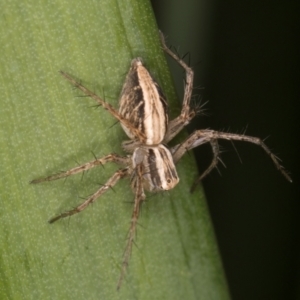 Oxyopes sp. (genus) at Melba, ACT - 15 Aug 2024 02:33 PM